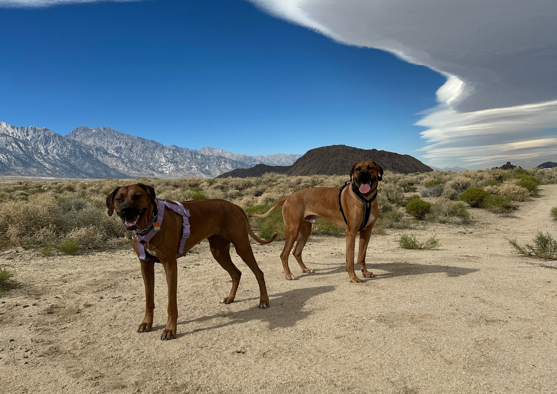 Summer heat safety for dogs