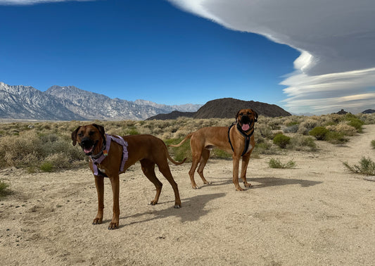 Summer heat safety for dogs