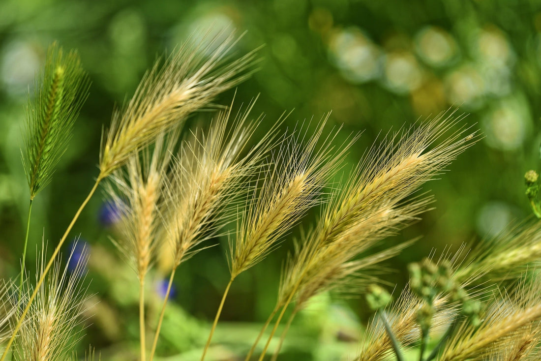 What are foxtails, and why are they dangerous?