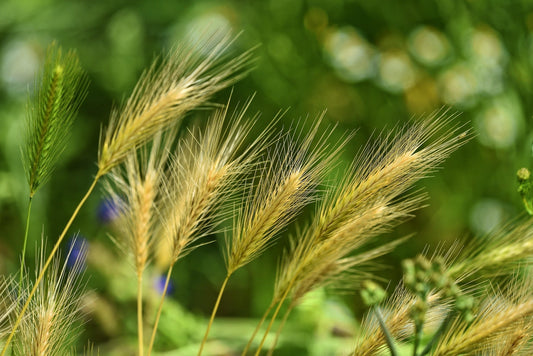 What are foxtails, and why are they dangerous?