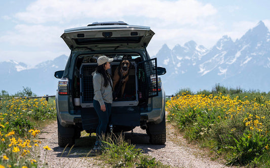 Essentials for summer roadtrips with dogs